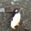 id:PenpenGG