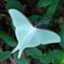 id:Pourthiaeavillosa