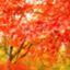 id:ProMomiji