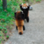 id:RaccoonCat