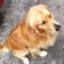id:Ringo-kun