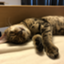 id:Ruru0329