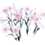 Scarlet_Lily