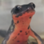 id:Spectabilis