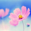 id:SweetFlower