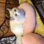 id:Sympho009