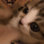 id:TTL0x77