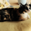 id:Ta-nya