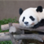 id:Tao369