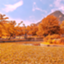id:TeamShirai