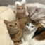 id:Three_Traveling_Cats