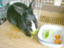 id:Tomoko_pyon