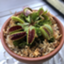 id:UMIch