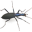 id:UZUMUSHI