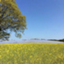id:WAKUWAKUsan