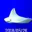 id:acacacmin