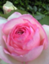 id:acorody
