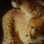 id:africaresearch