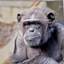 id:agedchimpanzee