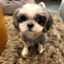 id:ahappydog