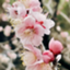 id:aiKoume