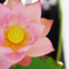 id:akiko-a-morita