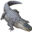 id:alligatorattack