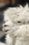 id:alpaca0716