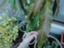 id:anbata