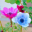 id:anemonemum
