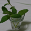 id:anmamiya
