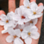 id:ann_chee