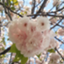 id:anshinblog