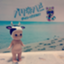 id:aoyajiro