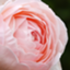id:aozora-30