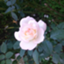 id:apricot112whiterose