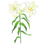 id:aromaplants