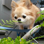 id:arufa0116chiwawa