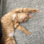 id:arukana_piyopiyo