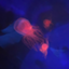 id:asagume