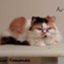 id:atelier-tomonde-annex1