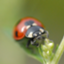 id:azurewood
