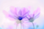 id:baby-kounotori
