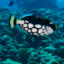 id:batchmongara