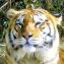 id:bengalu
