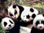 id:bigeater999