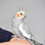 id:birdhouse_diary