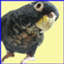 id:birdistbee