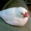 id:birdstation