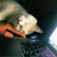 id:bisyamonntennkunn